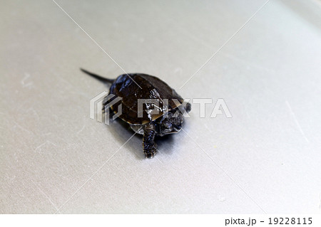 カメ（亀） 19228115