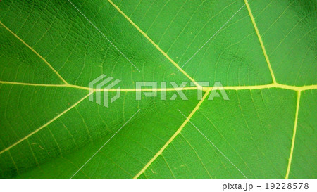 Green Leaf Texture Green Leaf Texture 19228578