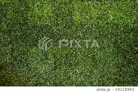 green leaves background, wallpaper 19228902