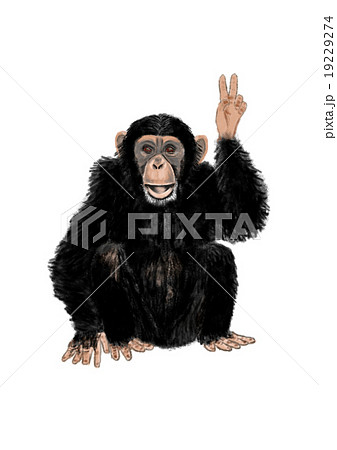 ピースサイン チンパンジーのイラスト素材