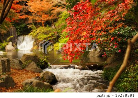 万博記念公園の紅葉の写真素材