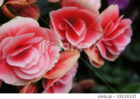 ベゴニア 19230135