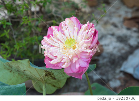 Buautiful lotus 19230736