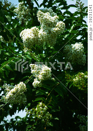 サルスベリ 白い花 サルスベリ 白い花 19231141