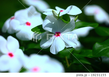 白いニチニチソウ 19231155