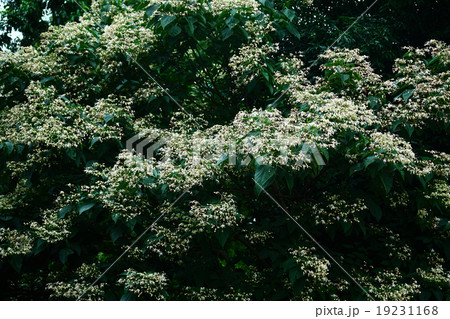 満開のクサギの花 19231168