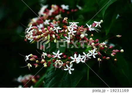 クサギの花 19231169