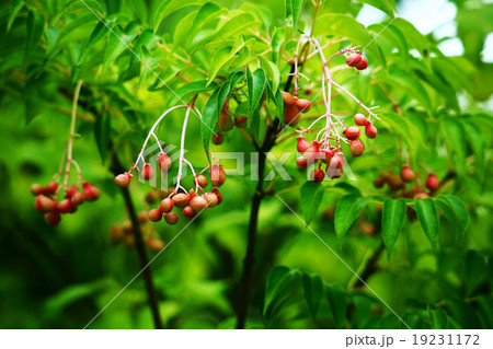 ゴンズイの果実 ゴンズイの果実 19231172
