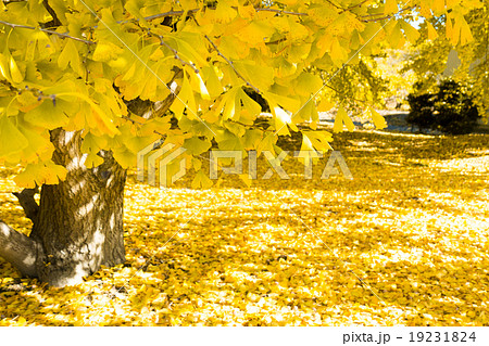 祖父江町の銀杏畑と落ち葉の絨毯の写真素材