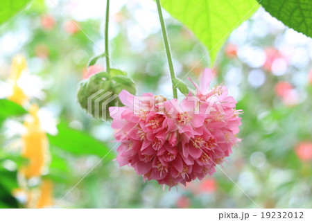 ピンクボールⅠ 19232012