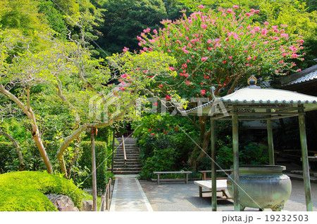 宝物庫の前の百日紅 19232503