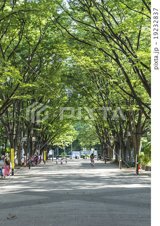 馬事公苑前のけやき広場 19232837