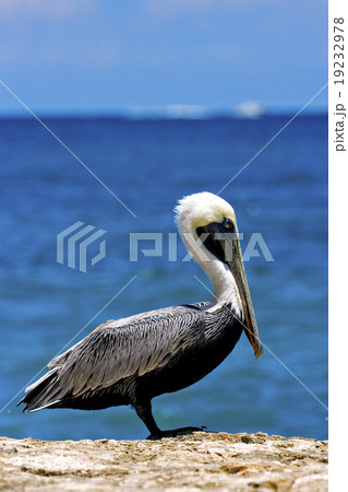 little white black pelican little white black pelican 19232978