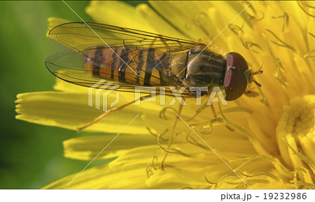 volucella  on a white yellow flower 19232986