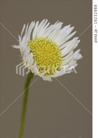 white daisy composite chamomilla white daisy composite chamomilla 19232988