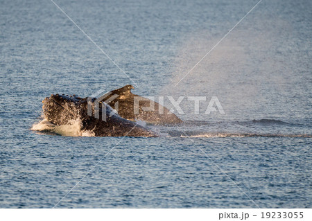 Humpback whales swimming in Australia 19233055