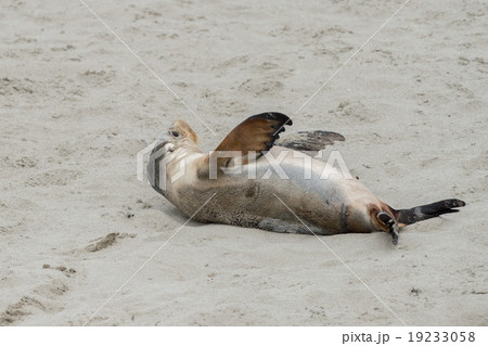 newborn australian sea lion on sandy beach  19233058