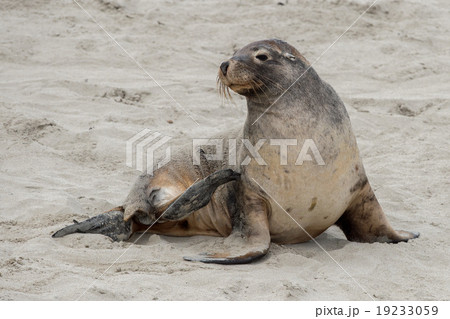 newborn australian sea lion on sandy beach 19233059