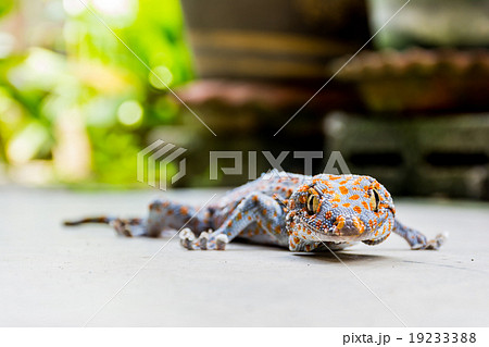 Gecko in garden background. Focus on head. Gecko in garden background. Focus on head. 19233388