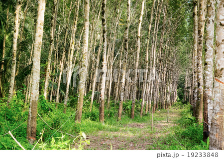 Row of rubber tree forest at Thailand Row of rubber tree forest at Thailand 19233848