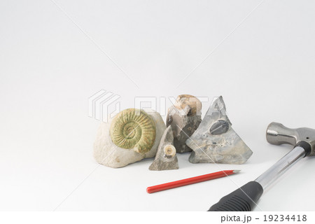化石と発掘道具 化石と発掘道具 19234418