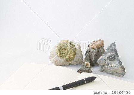 化石とノート 化石とノート 19234450