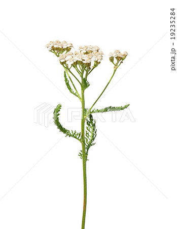 Yarrow (Achillea millefolium) Yarrow (Achillea millefolium) 19235284