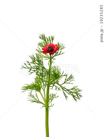 Pheasant's eye (Adonis flammea) 19235285