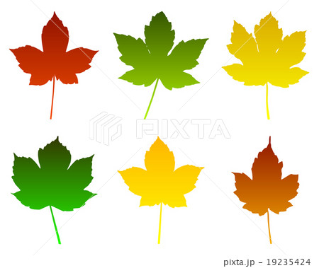 Maple leaves Maple leaves 19235424