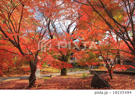九品仏浄真寺　紅葉 19235494