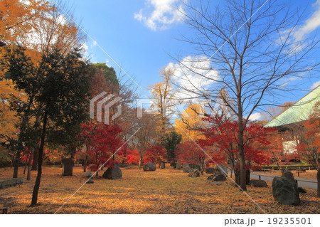 九品仏浄真寺　紅葉 19235501