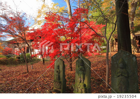 九品仏浄真寺　本堂　紅葉 19235504