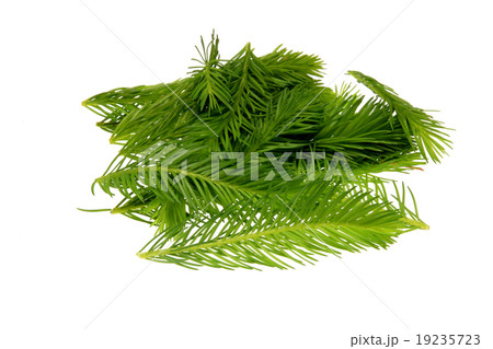 Spruce tips, Piceae turiones recentes 19235723