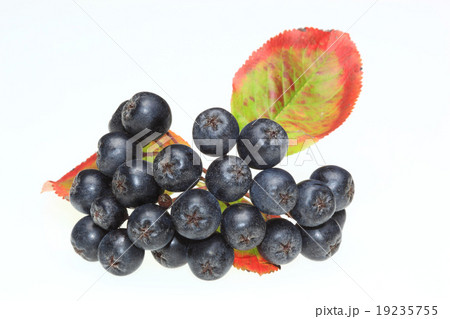 aronia berries, aronia, Aronia melanocarpa 19235755