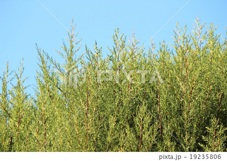 サイプレス 19235806