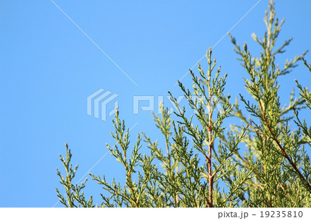 サイプレス サイプレス 19235810