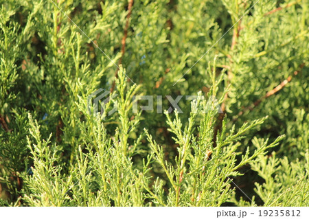 サイプレス 19235812