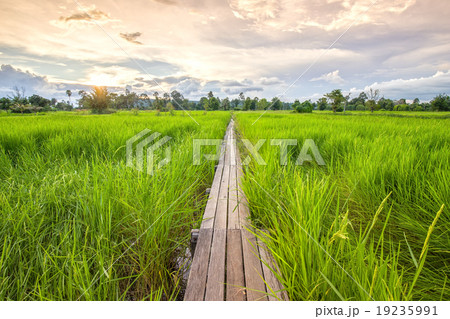 100 year-old wooden bridge between rice field 100 year-old wooden bridge between rice field 19235991