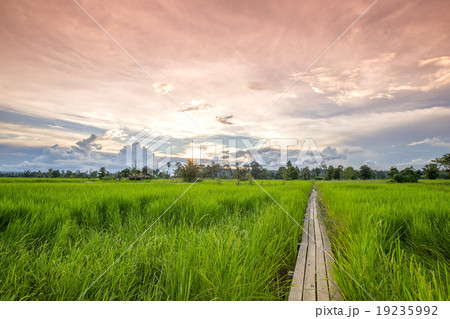 100 year-old wooden bridge between rice field 100 year-old wooden bridge between rice field 19235992