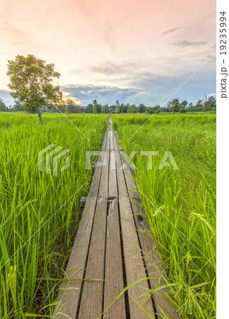 100 year-old wooden bridge between rice field 100 year-old wooden bridge between rice field 19235994