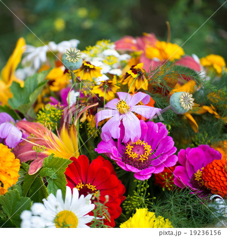 Colorful flowers for your design 19236156