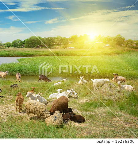 Sunrise on the lake Sunrise on the lake 19236306