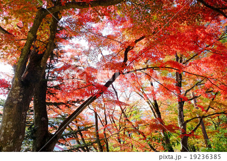 福満虚空蔵菩薩圓蔵寺の紅葉 19236385