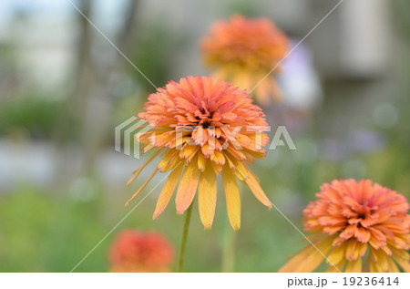 エキナセア マーマレード エキナセア マーマレード 19236414