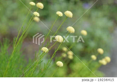 サントリナ サントリナ 19236415