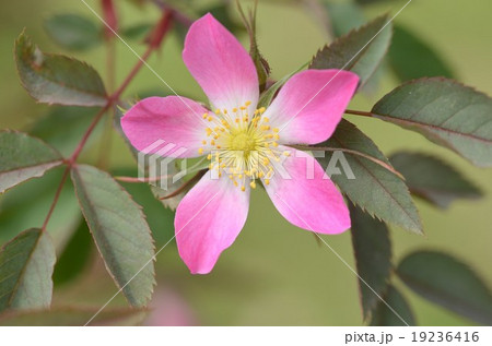 ロサ　グラウカ 19236416