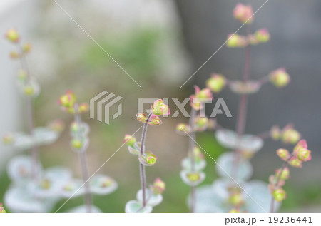 オレガノ　ディクタムナス 19236441