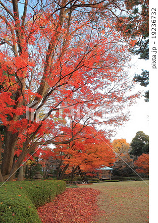 大田黒公園　紅葉 19236732