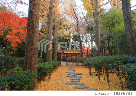 大田黒公園庭門 紅葉 大田黒公園庭門 紅葉 19236733