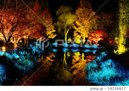 モネの庭ライトアップ 19236827